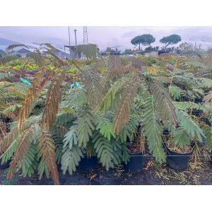 Albízia ružová (Albizia Julibrissin) ´OMBRELLA®´ - výška 70-90 cm, kont. C7L